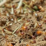 Termiti del legno: Come riconoscerle e prevenirle nella tua casa